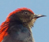 Scarlet-backed Flowerpecker