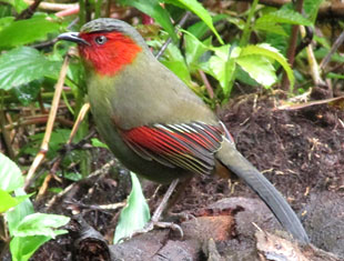 Scarlet-faced Liocichla
