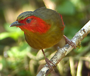 Scarlet-faced Liocichla