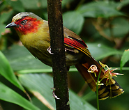 Scarlet-faced Liocichla