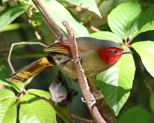 Scarlet-faced Liocichla