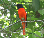 Scarlet Minivet