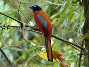 Scarlet-rumped Trogon