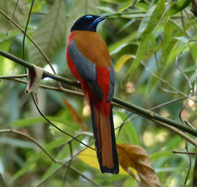 Scarlet-rumped Trogon