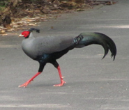 Siamese Fireback