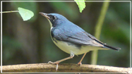 Siberian Blue Robin