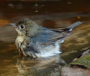 Siberian Blue Robin