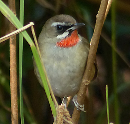 Siberian Rubythroat