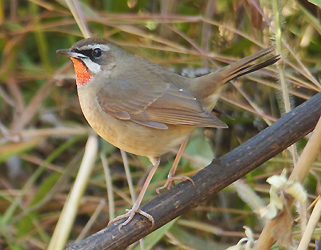 Siberian Rubythroat