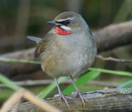 Siberian Rubythroat