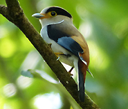 Silver-breasted Broadbill