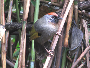 Silver-eared Laughingthrush