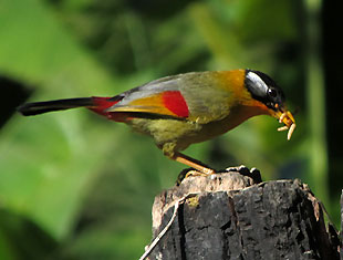 Silver-eared Mesia
