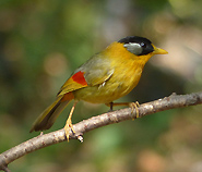 Silver-eared Mesia