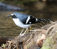 Slaty-backed Forktail