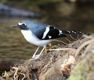 Slaty-backed Forktail