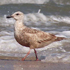 Slaty-backed Gull