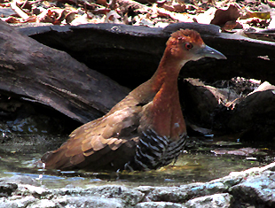 Slaty-legged Crake