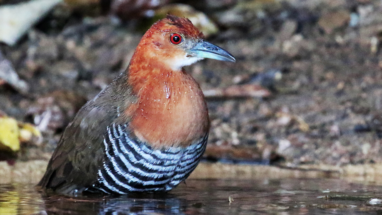 Slaty-legged Crake