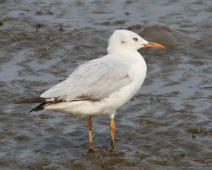 Slender-billed Gull