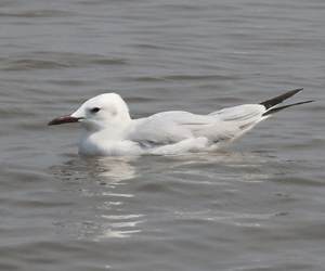 Slender-billed Gull