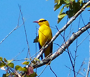 Slender-billed Oriole