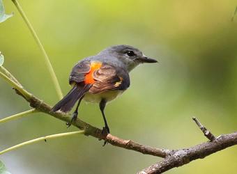 Small Minivet