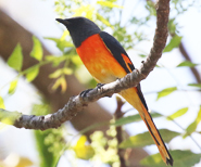 Small Minivet