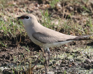 Small Pratincole