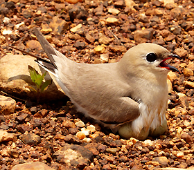 Small Pratincole