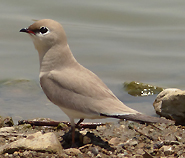 Small Pratincole