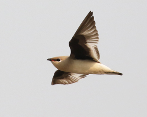 Small Pratincole