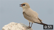 Small Pratincole