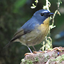 Snowy-browed Flycatcher