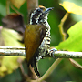 Black-breasted Thrush