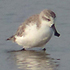 Spoon-billed Sandpiper