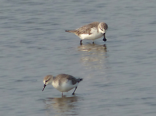 Spoon-billed Sandpiper