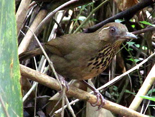 Spot-breasted Laughingthrush