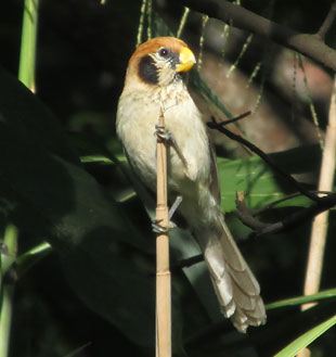 Spot-breasted Parrotbill