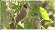 Spot-breasted Parrotbill