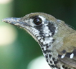 Spot-winged Thrush
