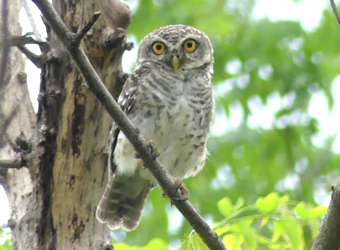 Spotted Owlet