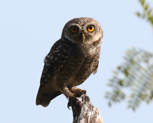 Spotted Owlet