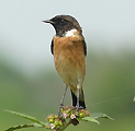 Stejneger's Stonechat