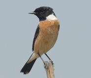 Stejneger's Stonechat