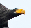 Steller's Sea Eagle