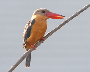 Stork-billed Kingfisher