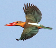 Stork-billed Kingfisher