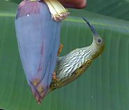 Streaked Spiderhunter