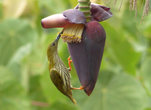 Streaked Spiderhunter